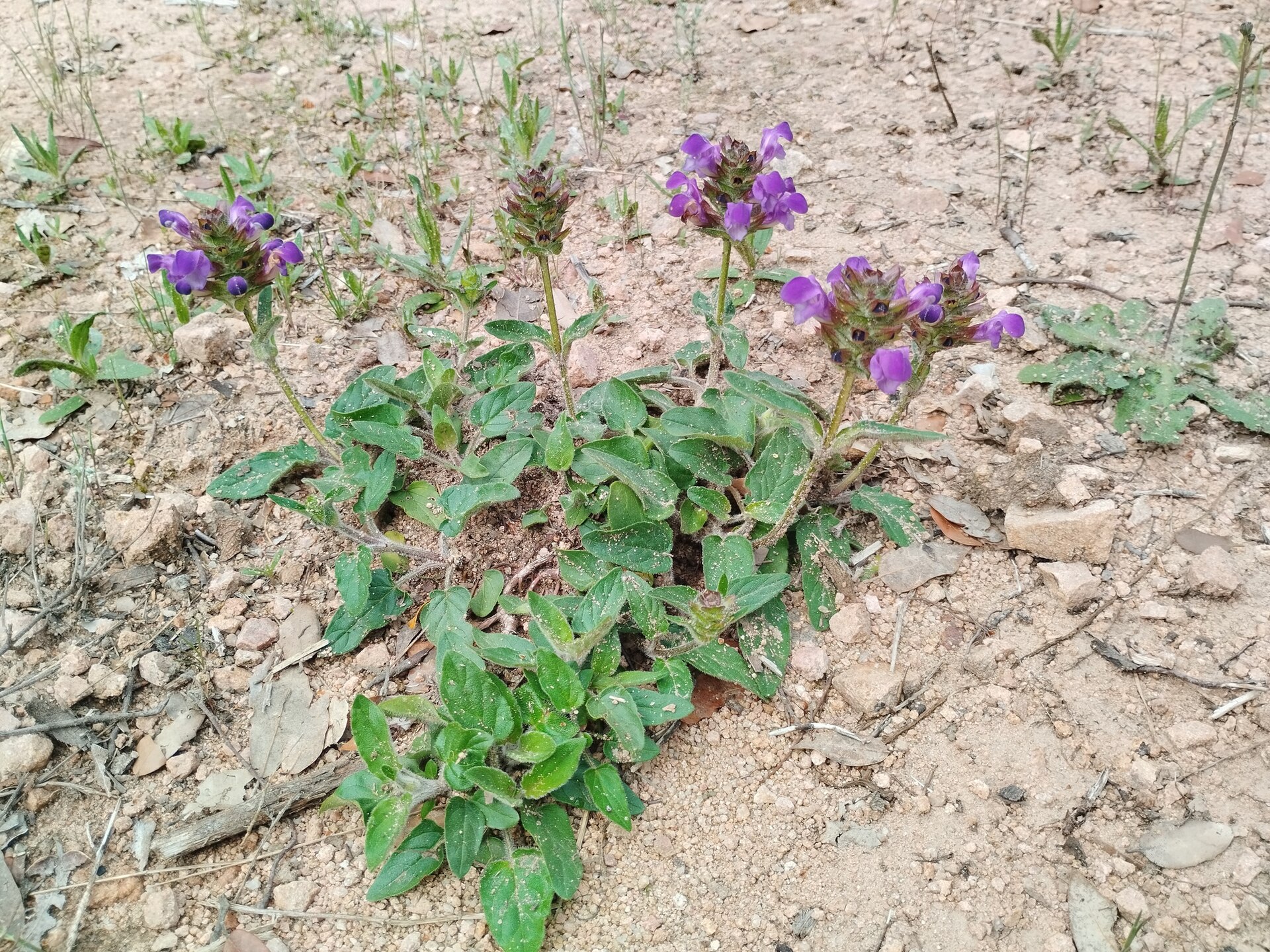 Imagem de referência relacionada a Prunella grandiflora, item descrito como espécie de planta