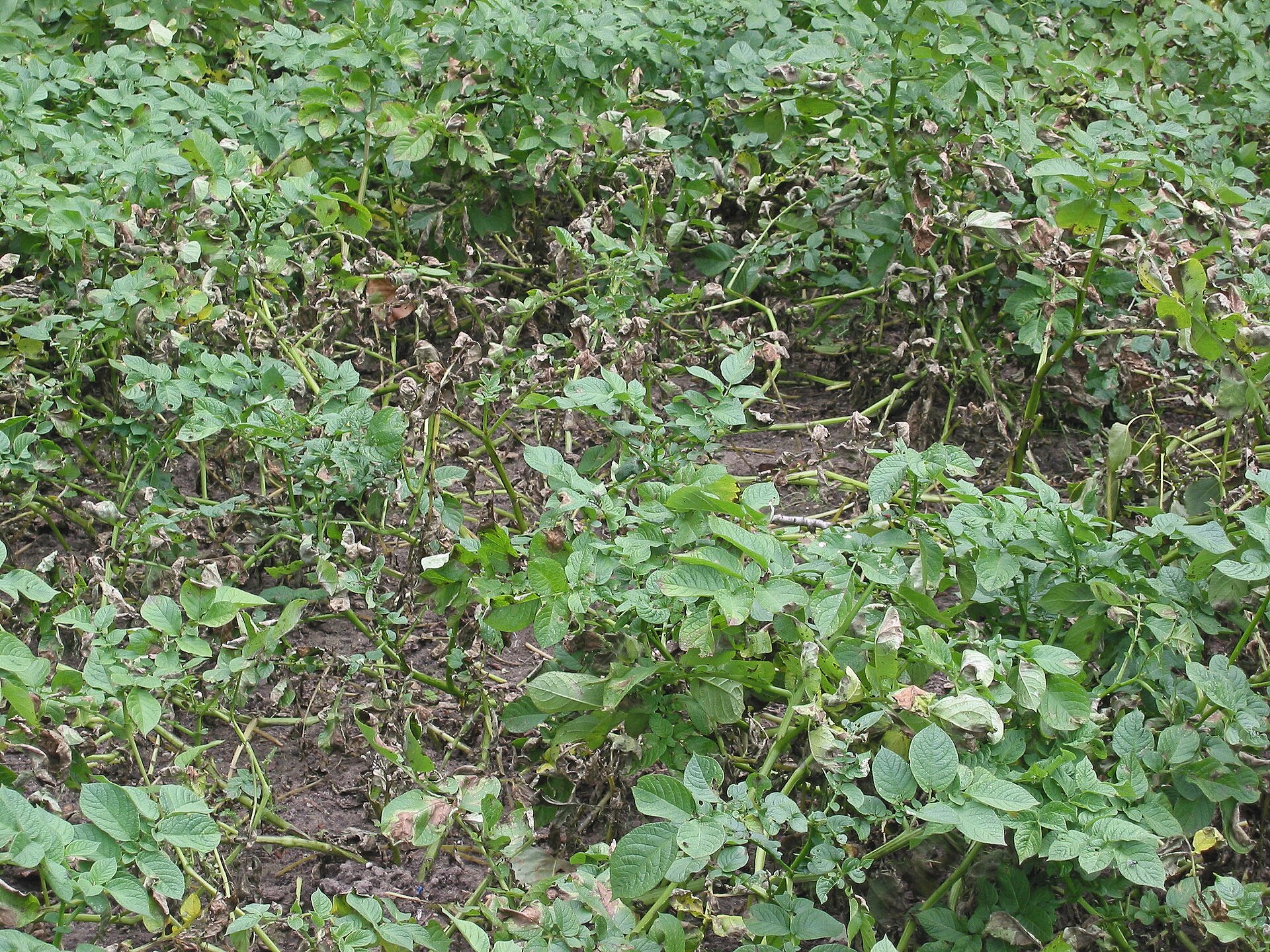 Imagem de referência relacionada a Phytophthora infestans, item descrito como registro de referência sobre Phytophthora infestans, organizado a partir de dados estruturados abertos