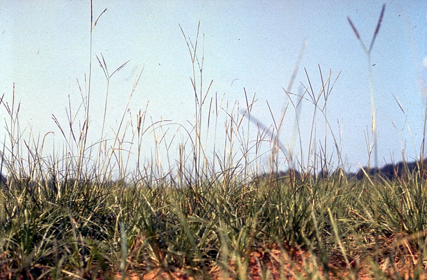 Imagem de referência de Paspalum notatum, descrito nos dados abertos como espécie de planta