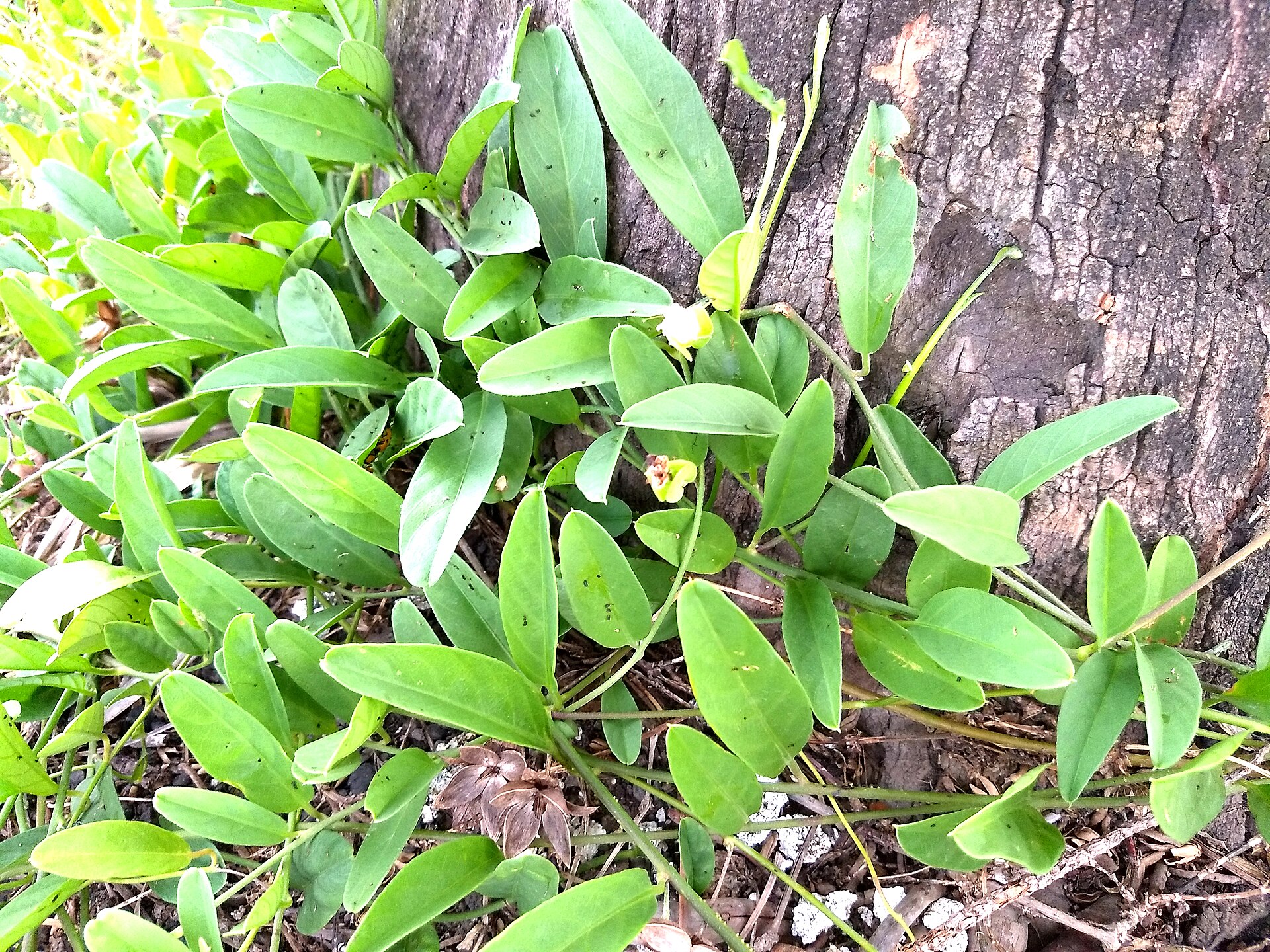 Imagem de referência relacionada a Aniseia, item descrito como género de plantas