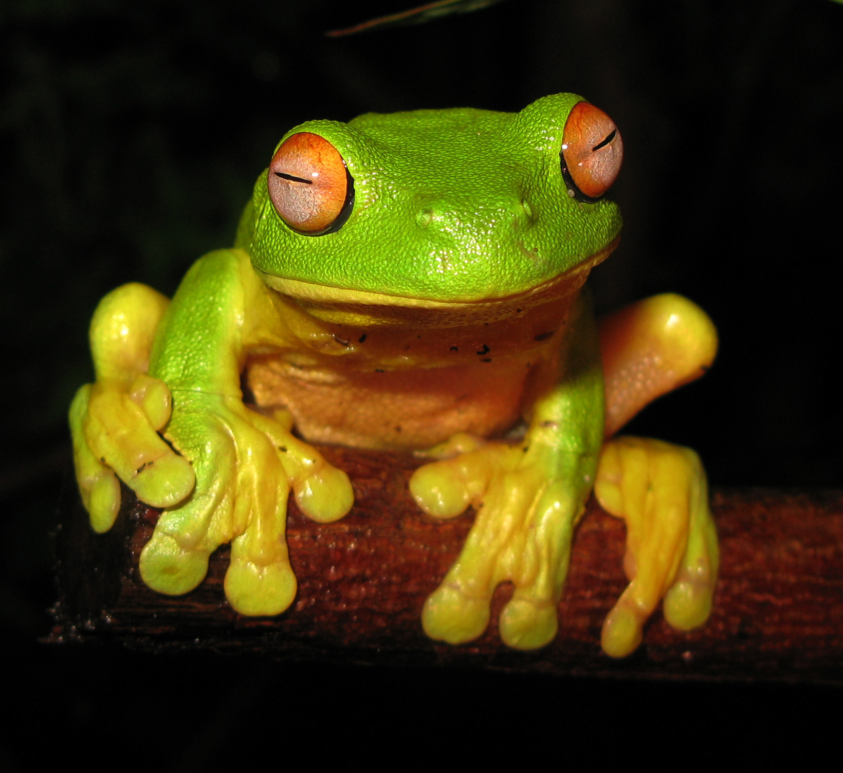 Imagem de referência de Litoria chloris, descrito nos dados abertos como espécie de anfíbio