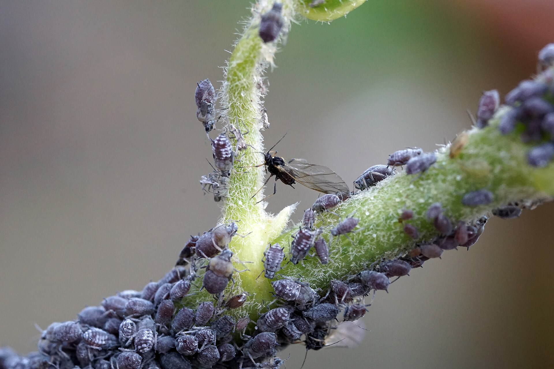 Imagem de referência de Aphis hederae, descrito nos dados abertos como espécie de inseto