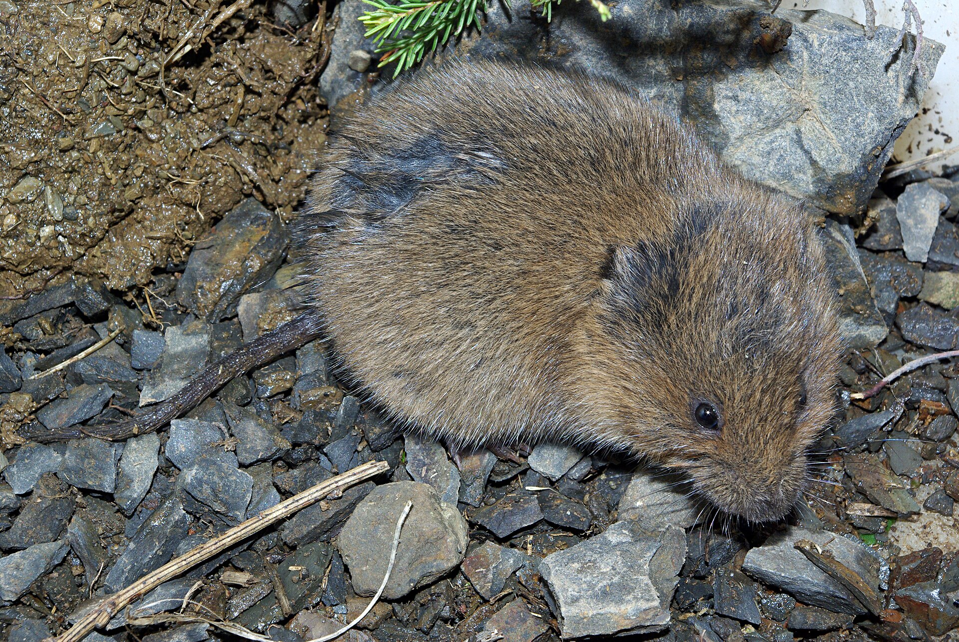 Imagem de referência de Microtus agrestis, descrito nos dados abertos como espécie de mamífero