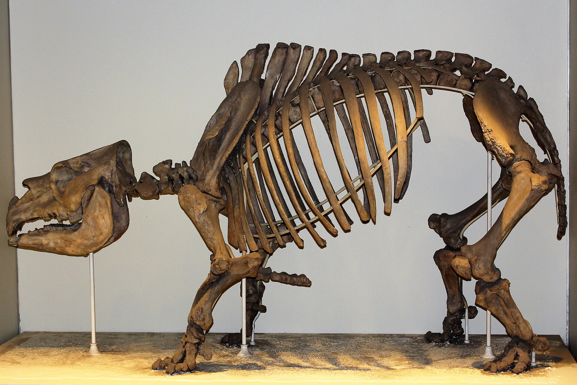 Imagem de referência de Toxodon, descrito nos dados abertos como género de mamíferos