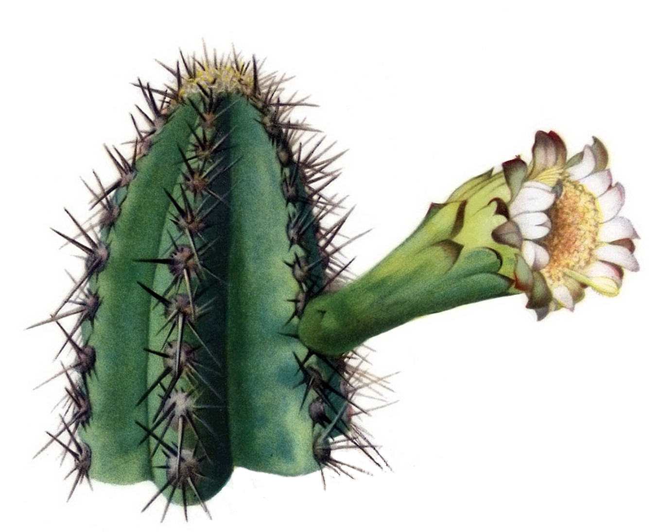 Imagem de referência relacionada a Pilosocereus arrabidae, item descrito como registro de referência sobre Pilosocereus arrabidae, organizado a partir de dados estruturados abertos