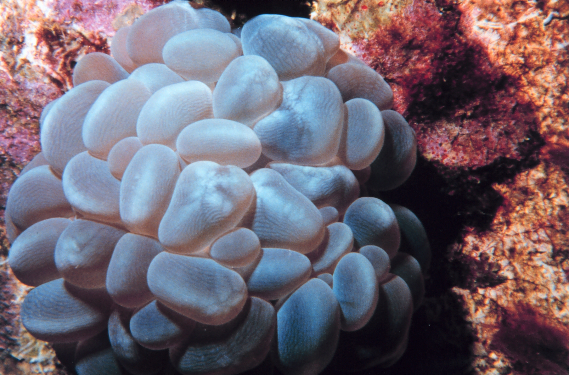 Imagem de referência relacionada a Caryophylliidae, item descrito como registro de referência sobre Caryophylliidae, organizado a partir de dados estruturados abertos