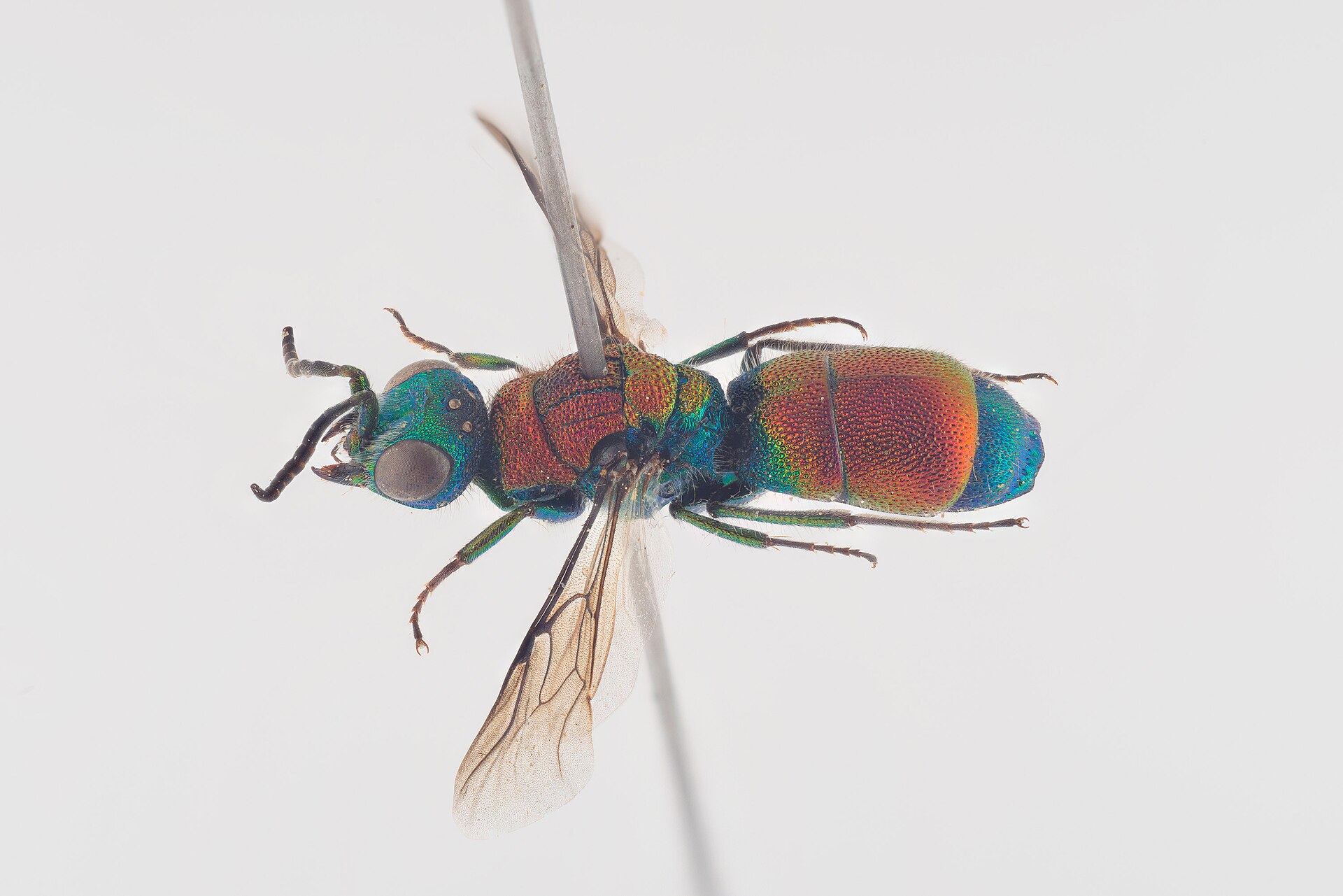 Imagem de referência de Chrysis viridula, descrito nos dados abertos como espécie de inseto