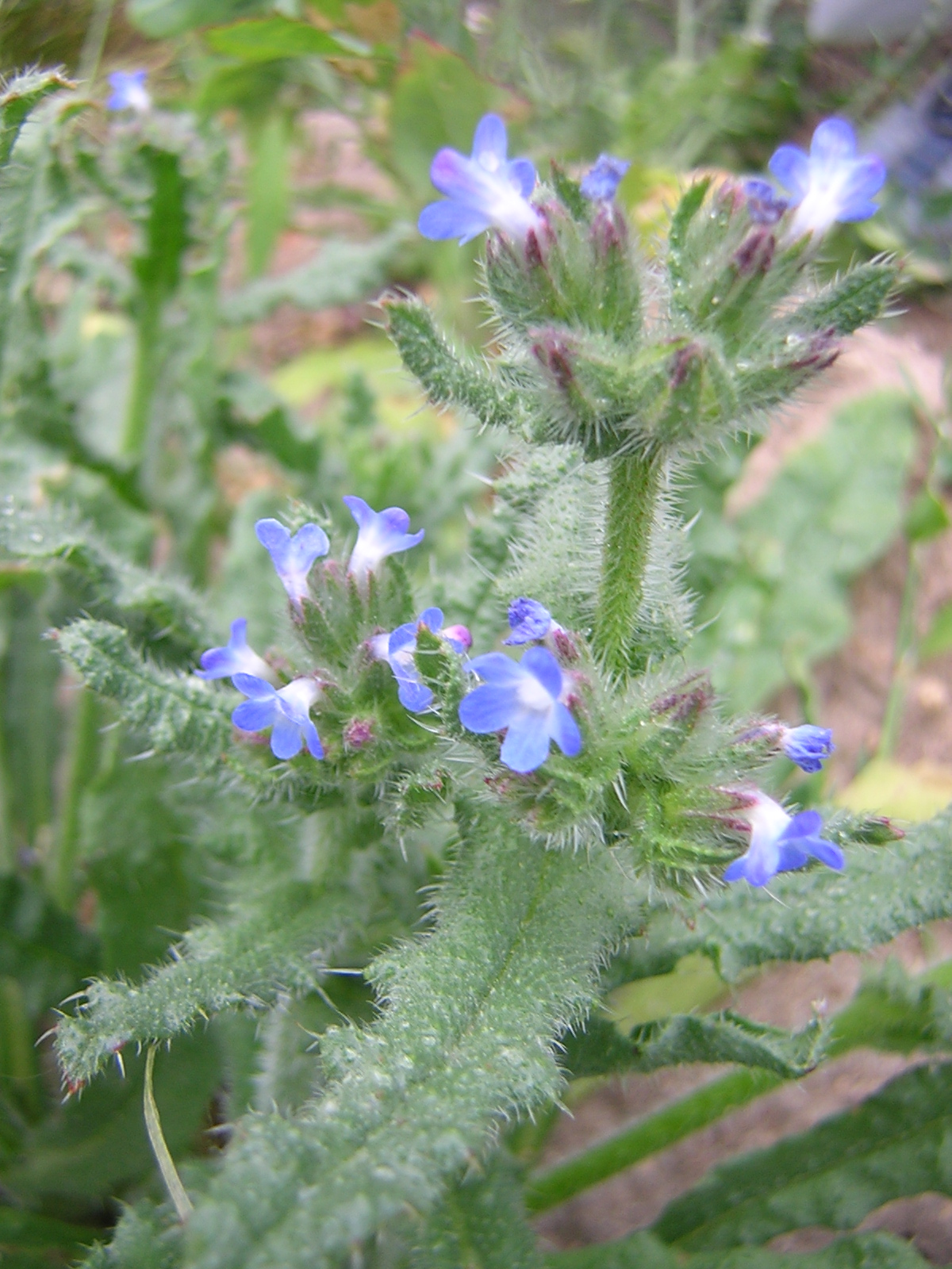 Imagem de referência de Anchusa arvensis, descrito nos dados abertos como espécie de planta