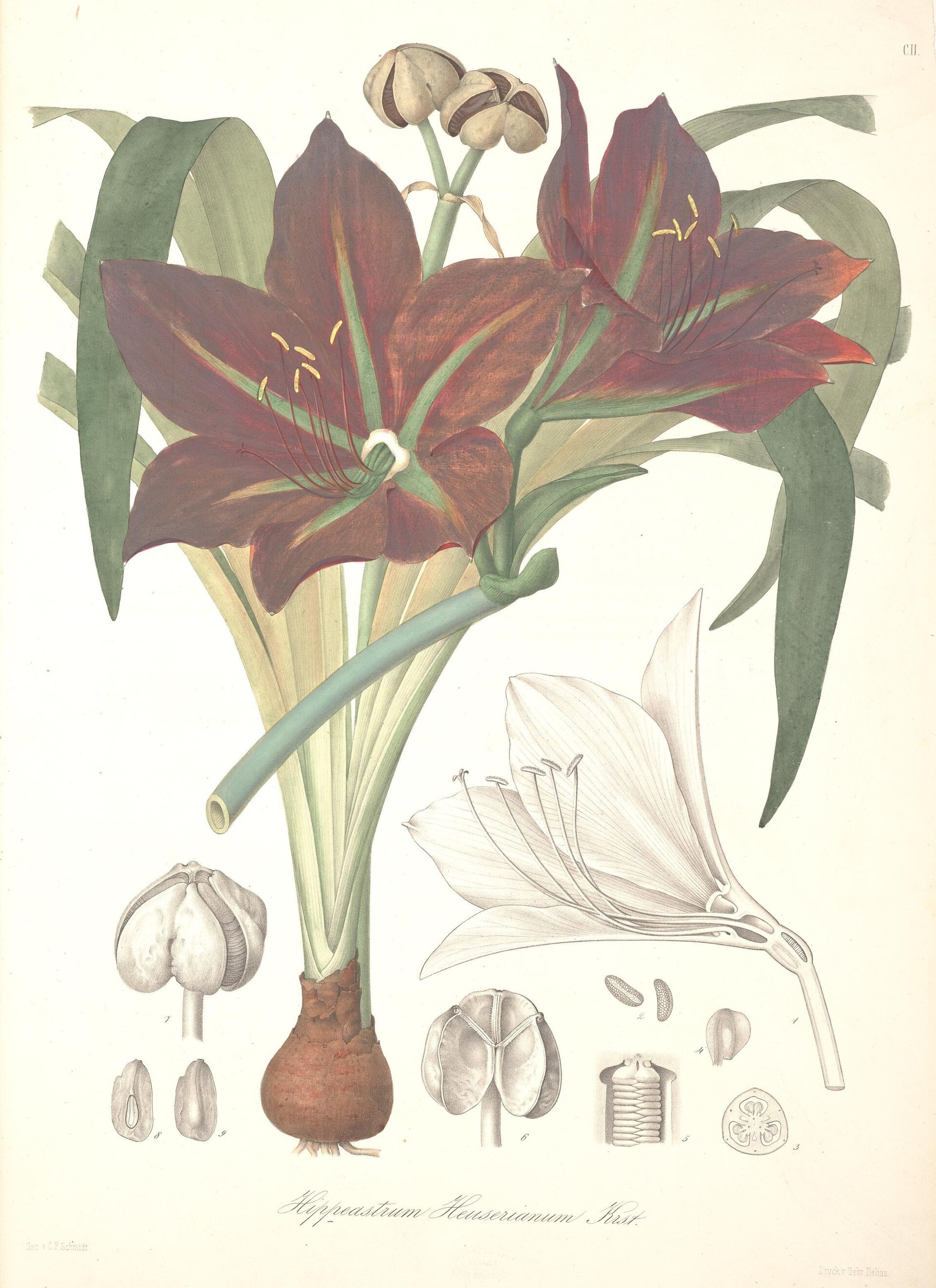 Imagem de referência de Hippeastrum aulicum, descrito nos dados abertos como espécie de planta