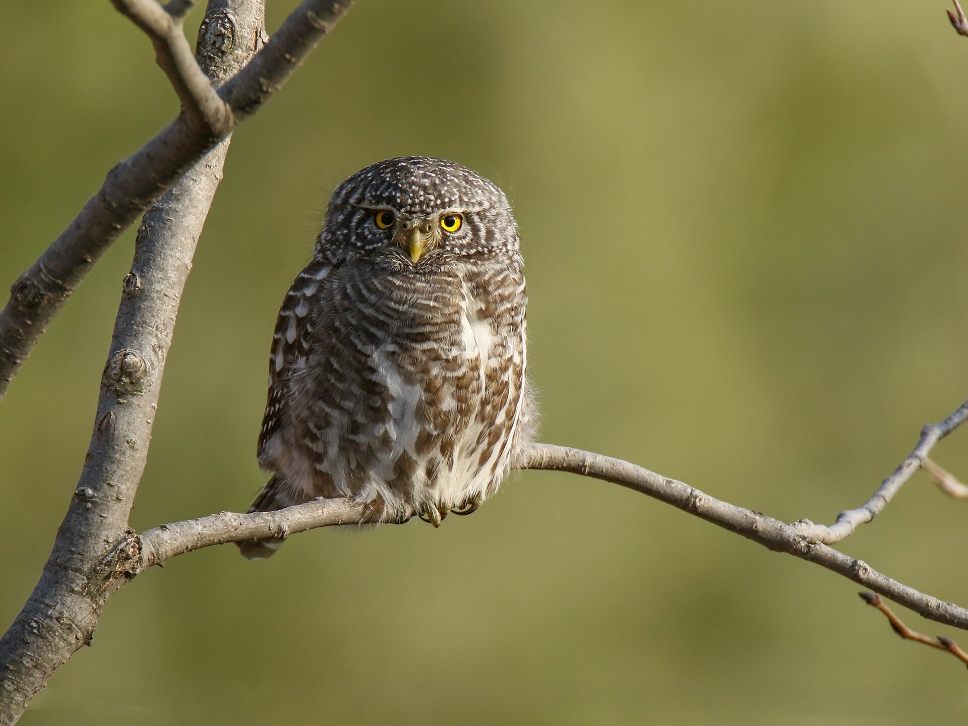 Imagem de referência de Glaucidium brodiei, descrito nos dados abertos como espécie de ave