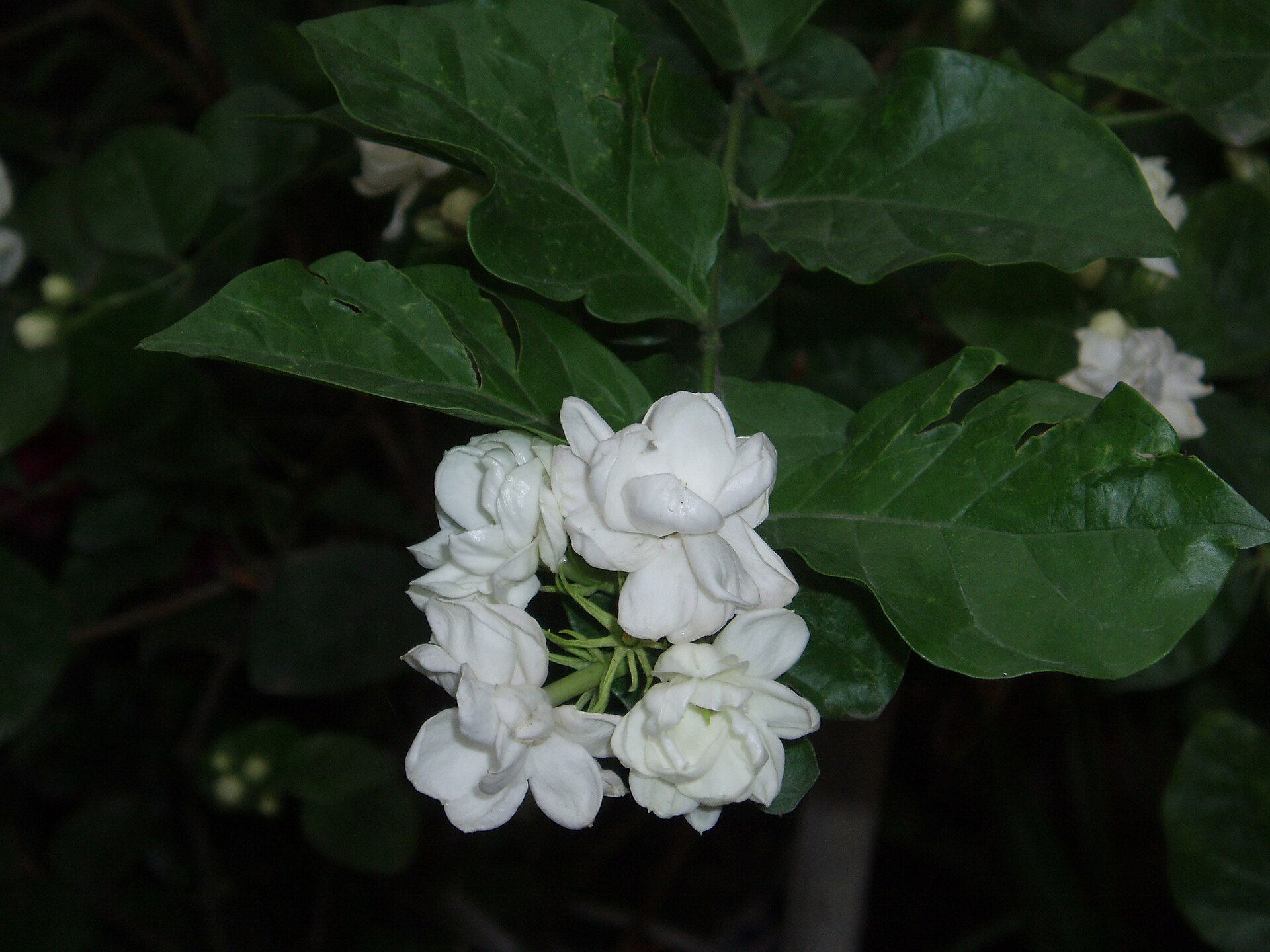 Imagem de referência de Jasminum sambac, descrito nos dados abertos como espécie de jasmim com grandes flores brancas e fragrantes conhecida por jasmim-da-arábia