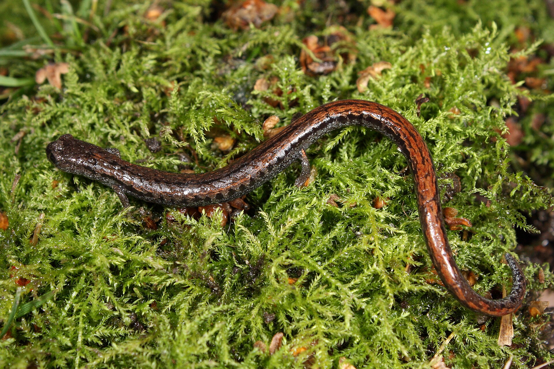 Imagem de referência de Plethodontidae, descrito nos dados abertos como família de anfíbios