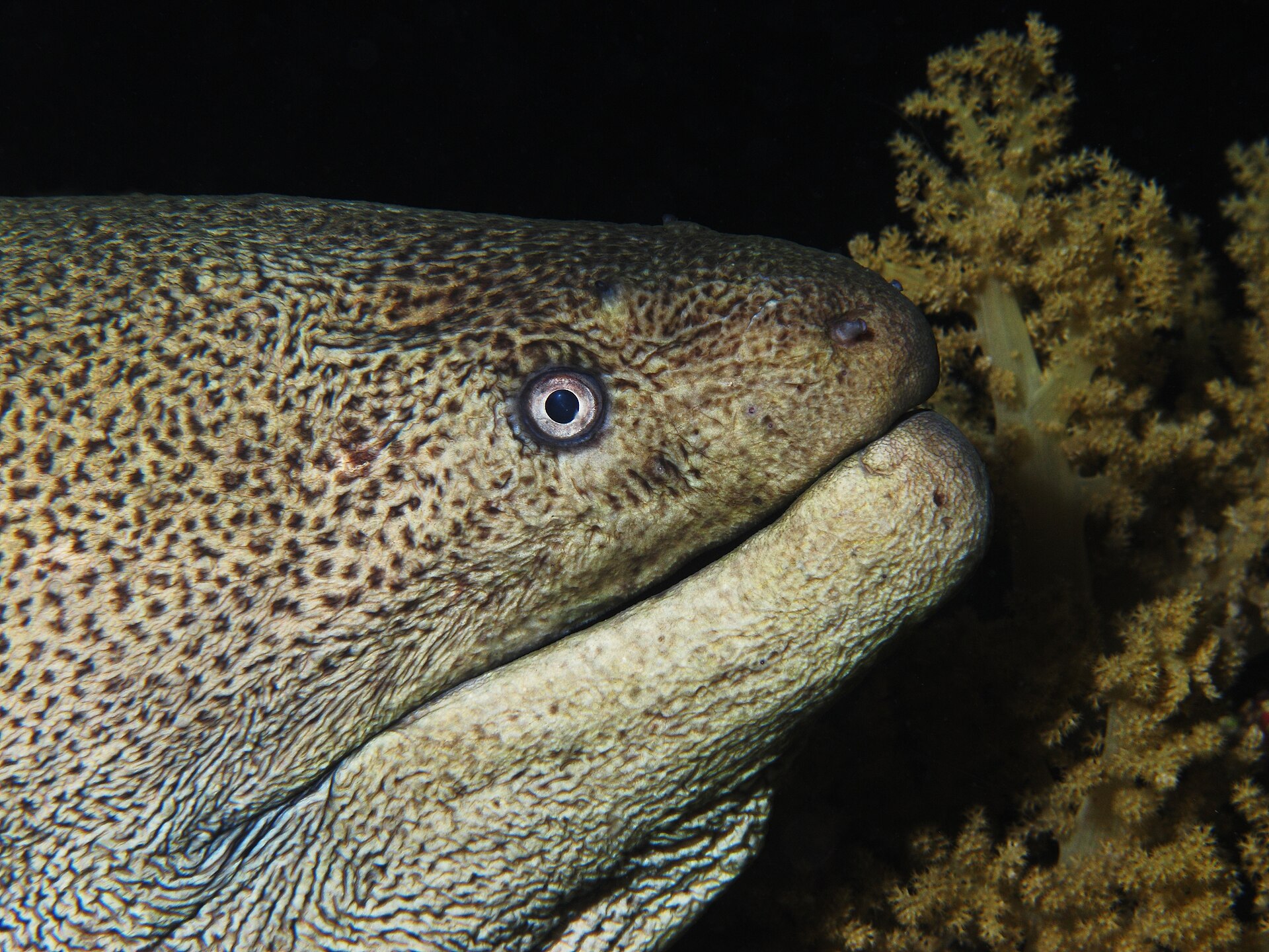 Imagem de referência de Gymnothorax, descrito nos dados abertos como género de peixes