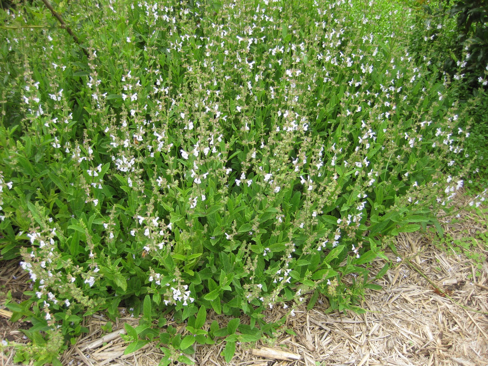 Imagem de referência de Salvia miltiorrhiza, descrito nos dados abertos como espécie de planta