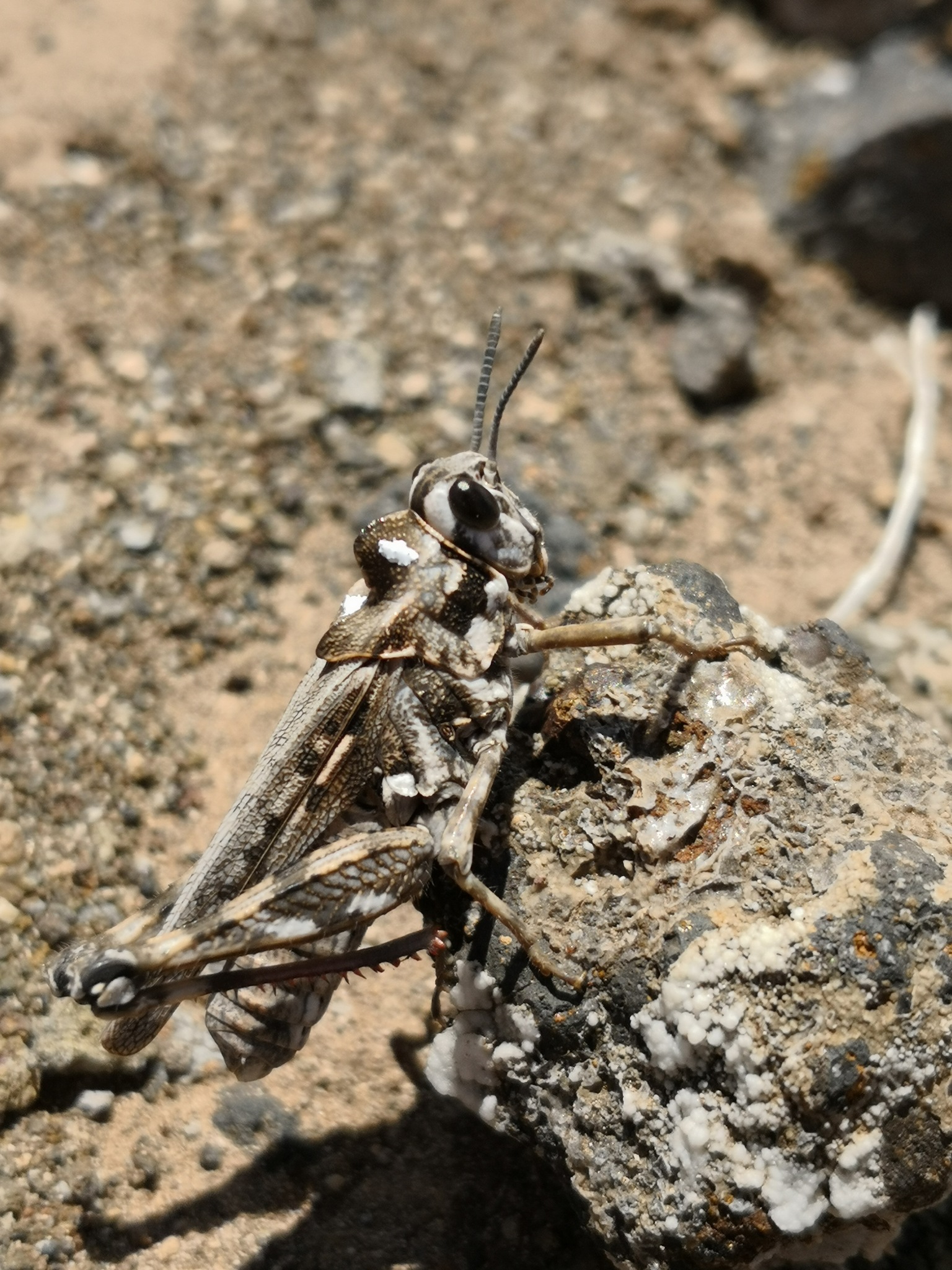 Imagem de referência de Dericorys minutus, descrito nos dados abertos como espécie de inseto