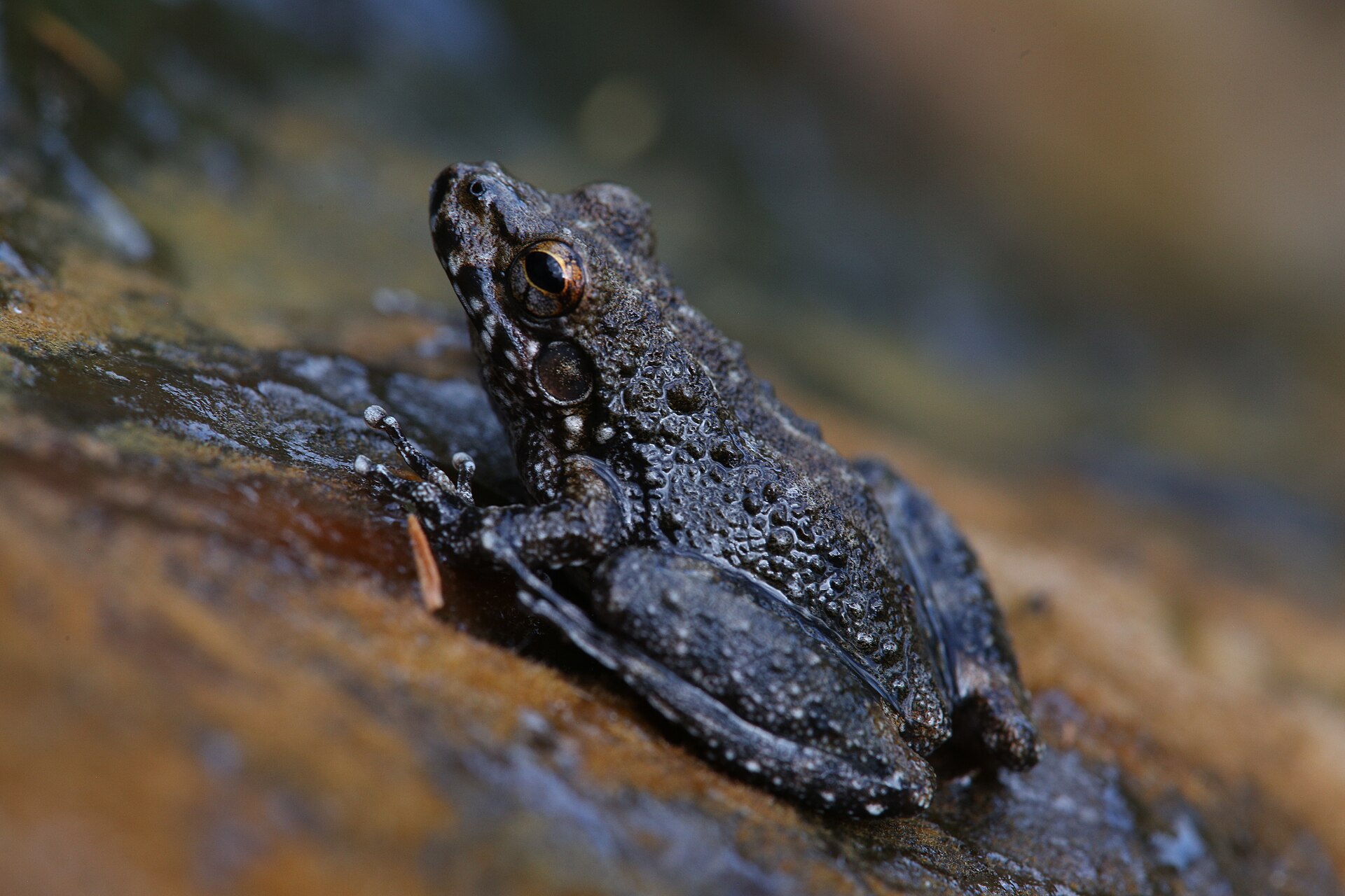 Imagem de referência de Litoria meiriana, descrito nos dados abertos como espécie de anfíbio