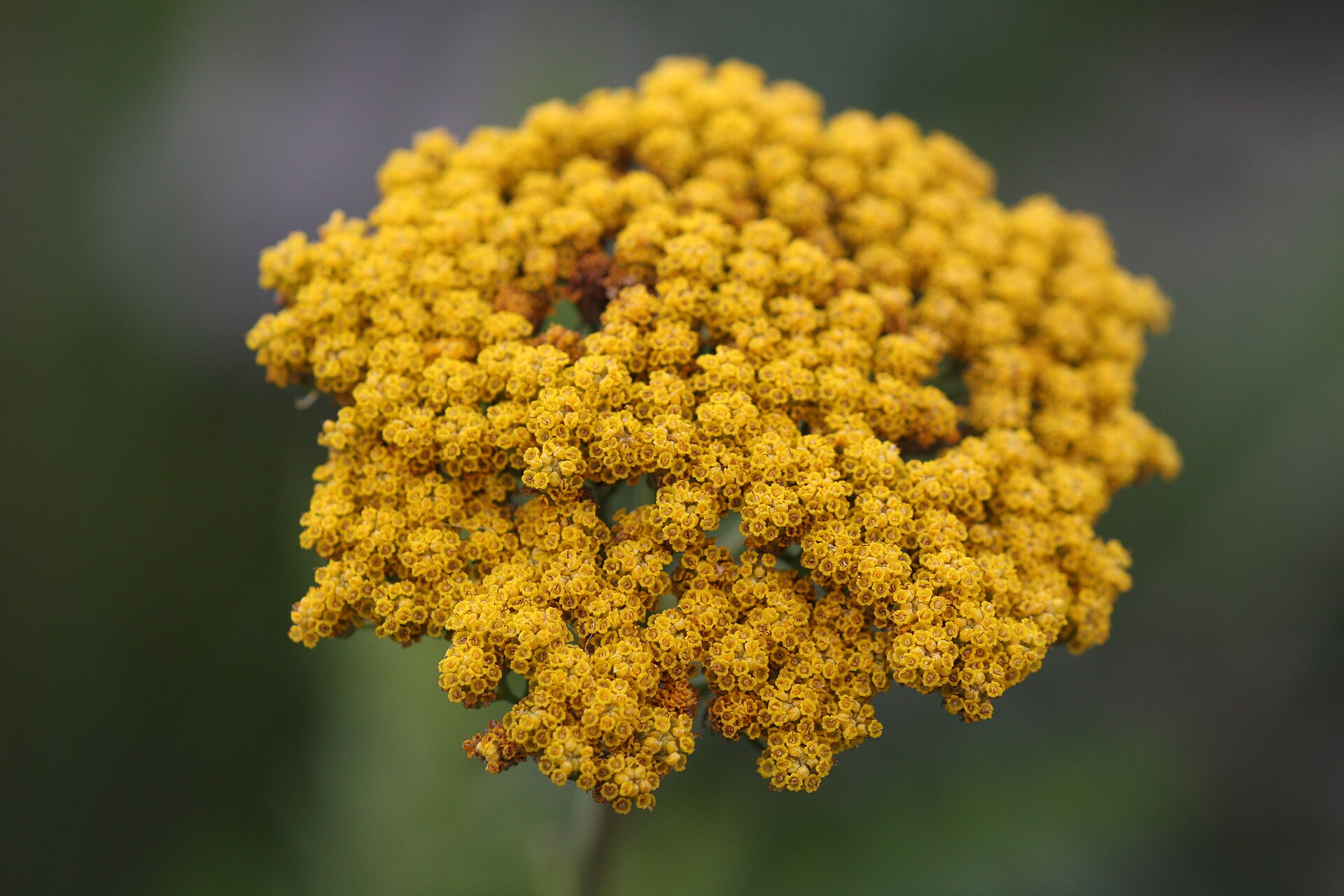 Imagem de referência de Achillea, descrito nos dados abertos como género de plantas
