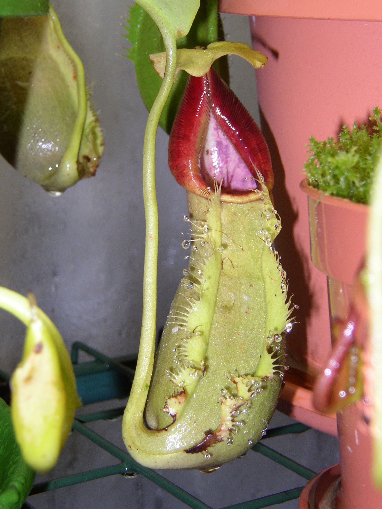 Imagem de referência relacionada a Nepenthes spathulata, item descrito como registro de referência sobre Nepenthes spathulata, organizado a partir de dados estruturados abertos