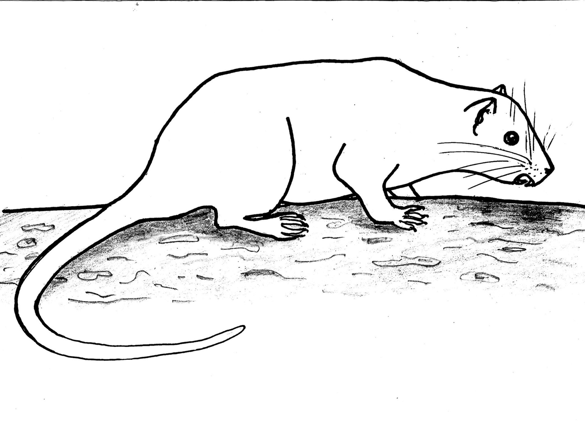 Imagem de referência de Mesocapromys sanfelipensis, descrito nos dados abertos como espécie de mamífero