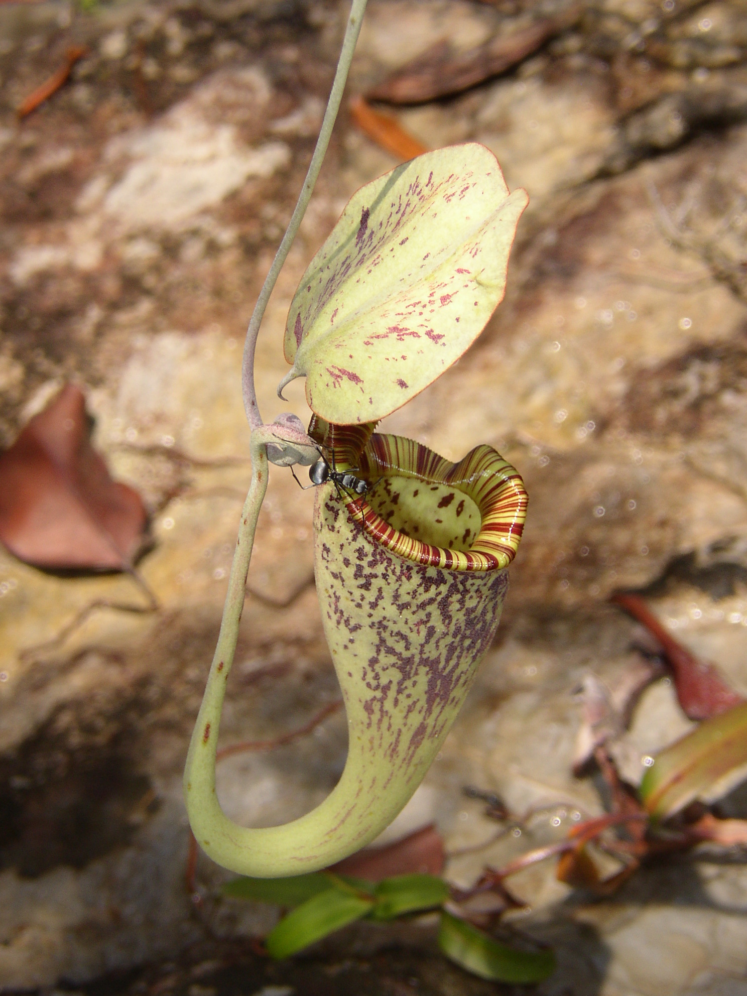 Imagem de referência relacionada a Nepenthes rafflesiana, item descrito como espécie de planta