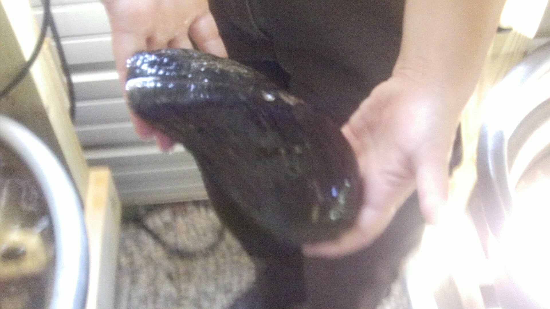Imagem de referência de Elliptoideus sloatianus, descrito nos dados abertos como espécie de molusco