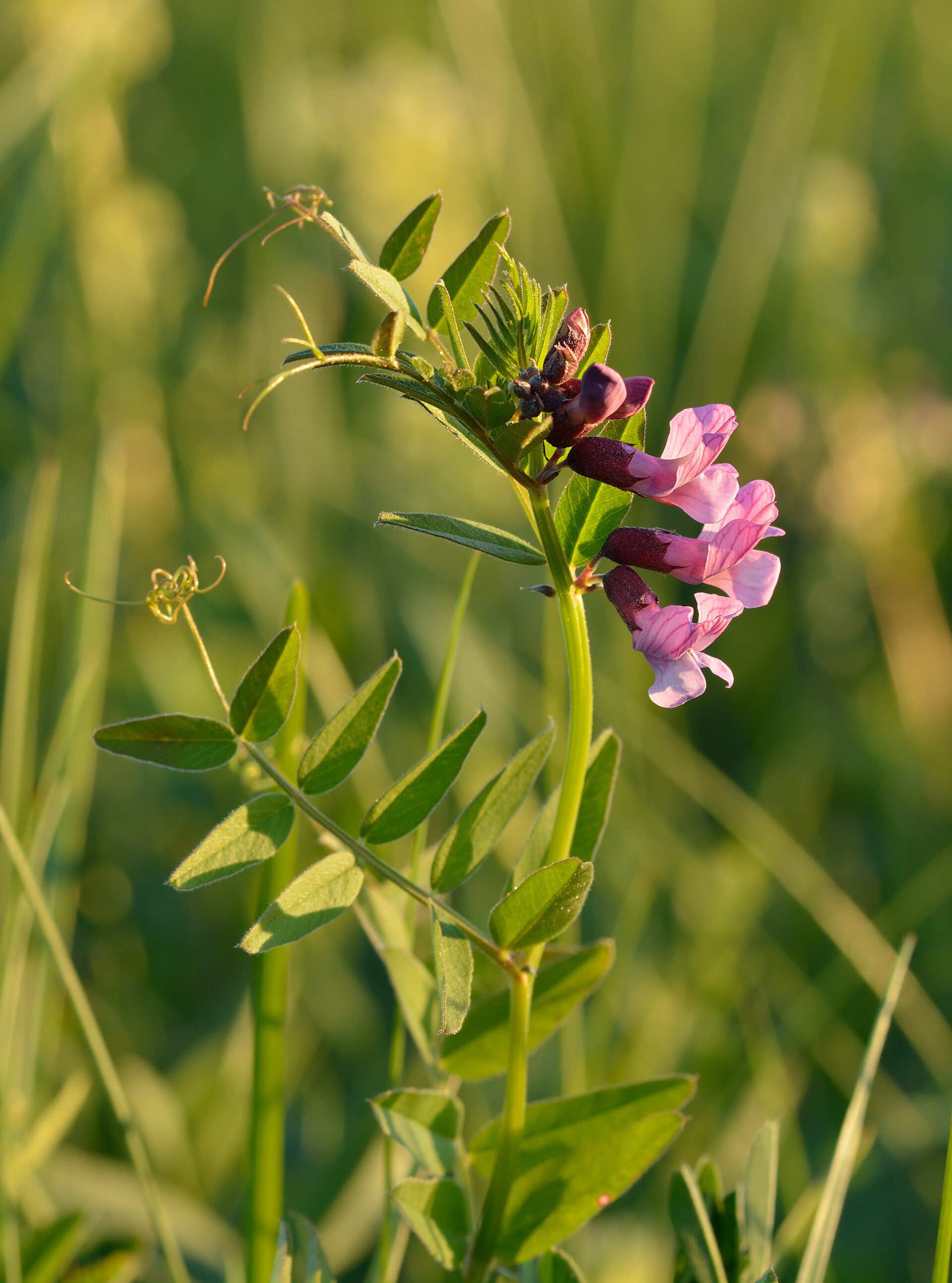 Imagem de referência relacionada a Vicia sepium, item descrito como espécie de planta
