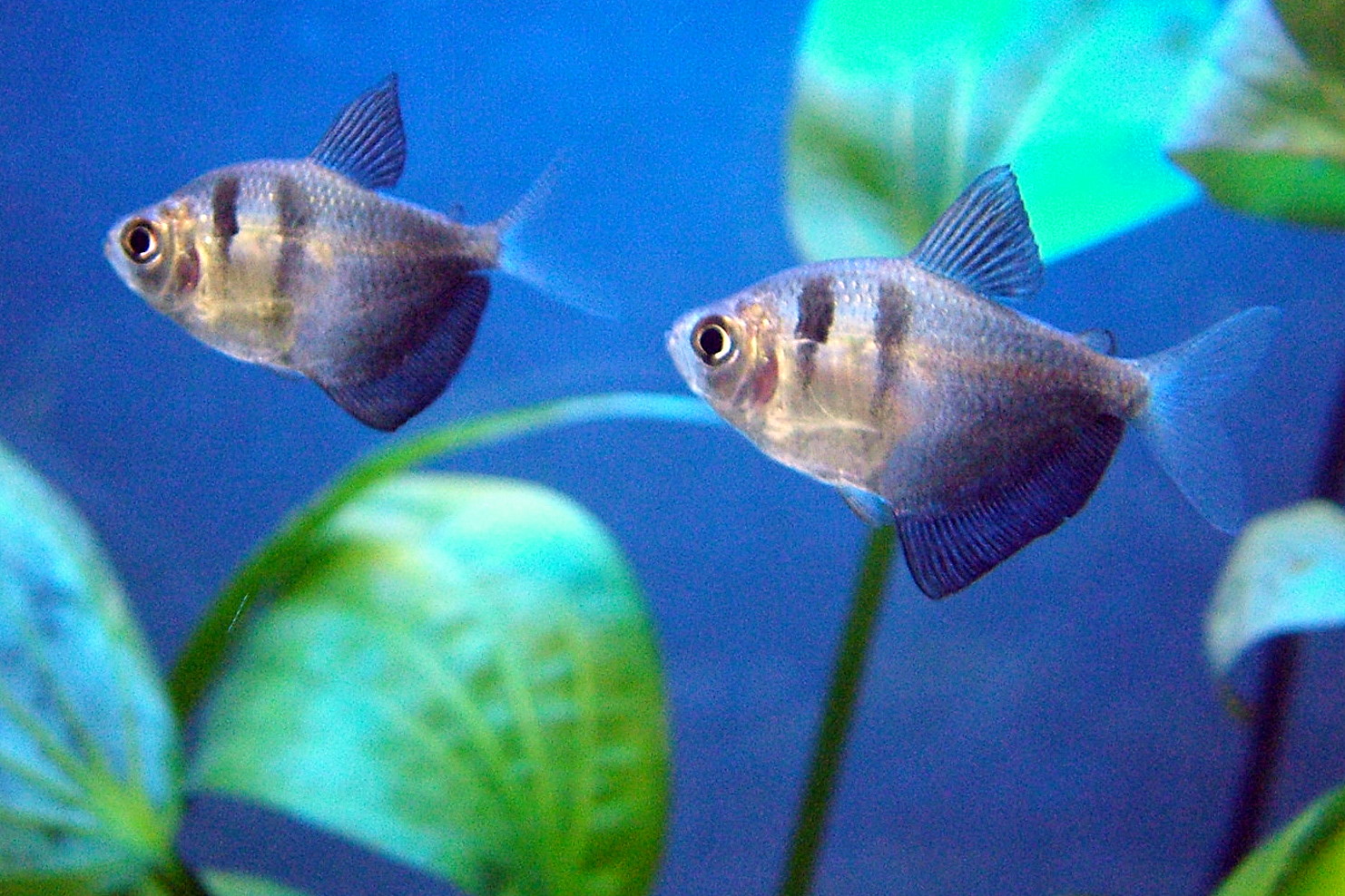 Imagem de referência relacionada a Gymnocorymbus, item descrito como género de peixes