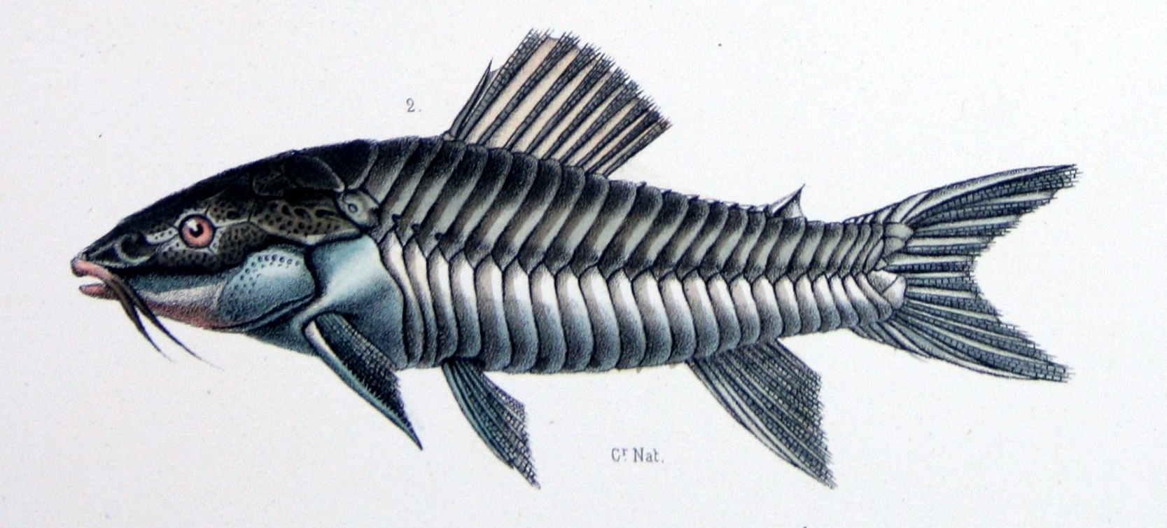 Imagem de referência de Tamoatá, descrito nos dados abertos como espécie de peixe