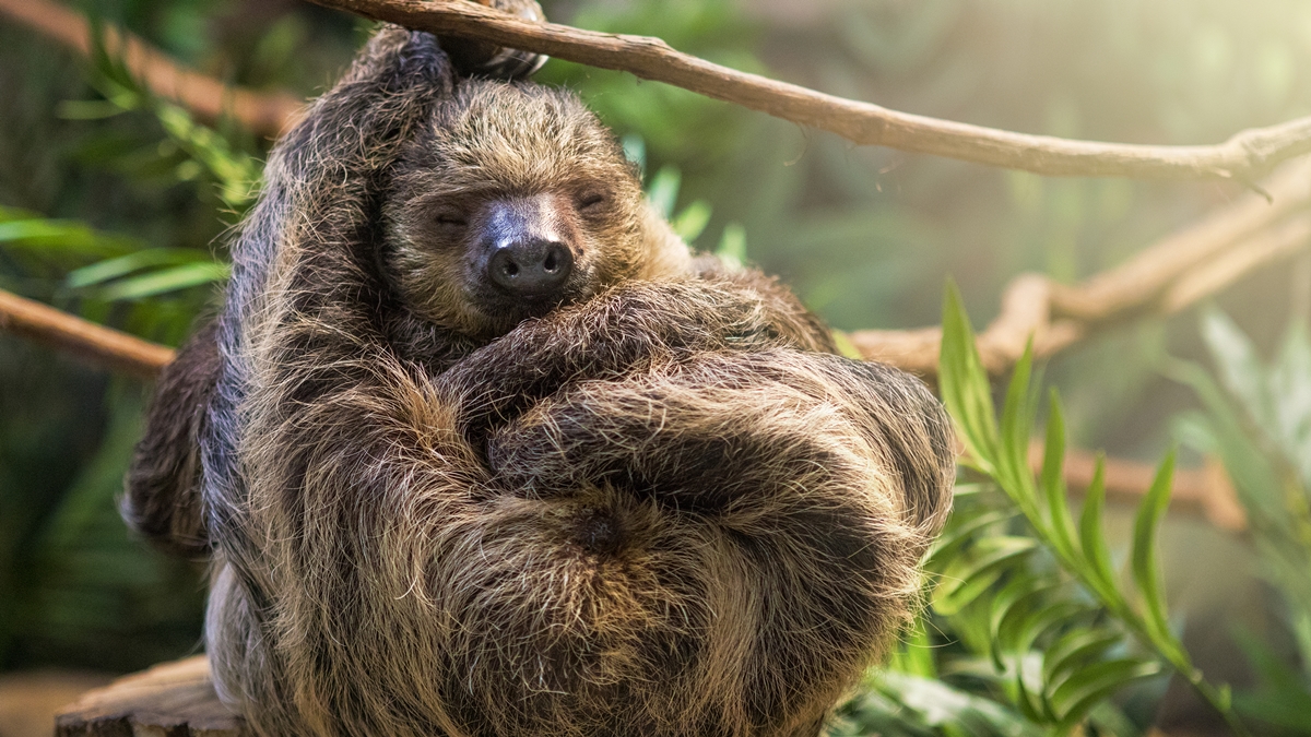 Filhote de preguiça abraça urso de pelúcia após perder a mãe; veja vídeo