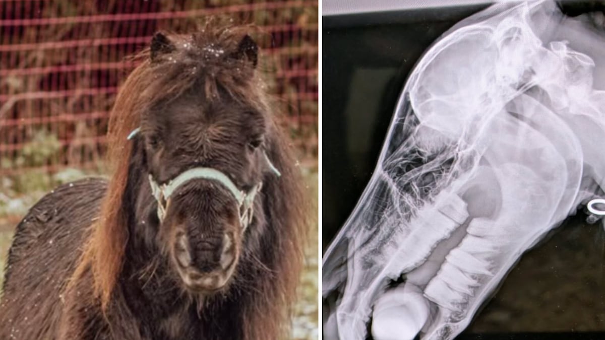 Pony who received life-changing surgery suffers additional battle