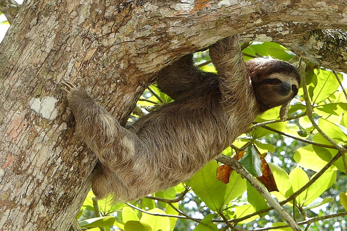 Filhote de preguiça abraça urso de pelúcia após perder a mãe; veja vídeo