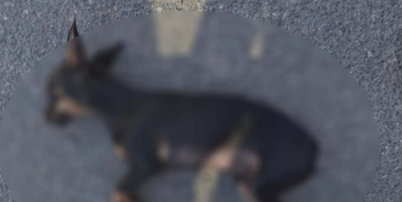 Filho denuncia o próprio pai contra maus-tratos a cachorro e leva o animal morto até a Polícia Foto: Reprodução