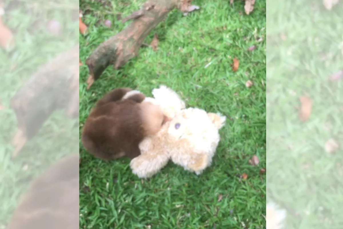 Imagem da matéria: Filhote de preguiça abraça urso de pelúcia após perder a mãe; veja vídeo